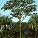 Yohimbe tree