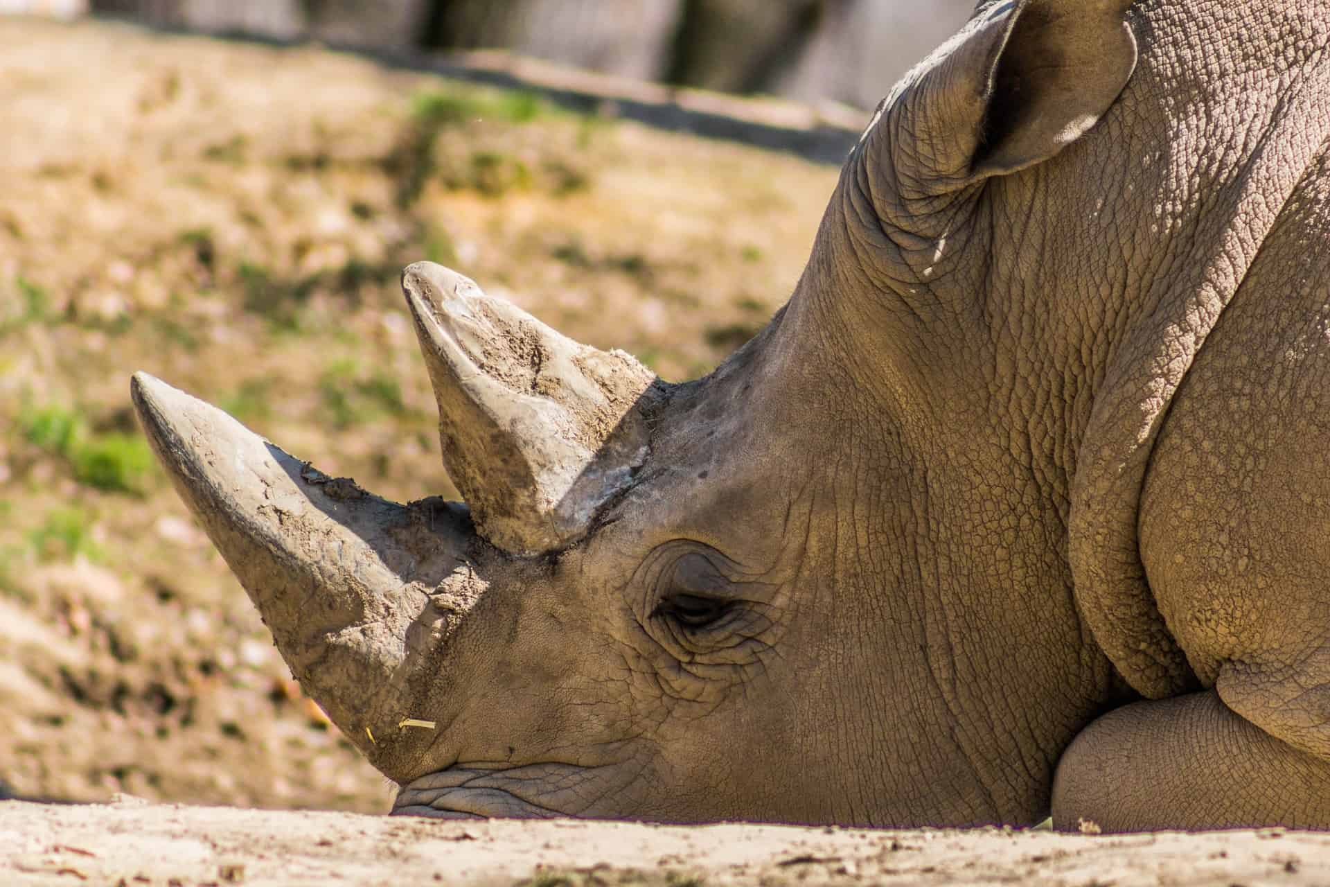 Rhino horn aphrodisiac